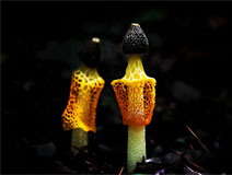 ���� ������ ���¸� ����<br>��� ���¹���