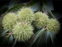 ī�޶�� �� ���� �̾߱�