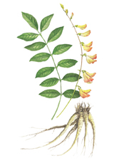 Ȳ Astragalus