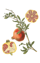 (Pomegranate)