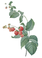  (Raspberry Leaf)