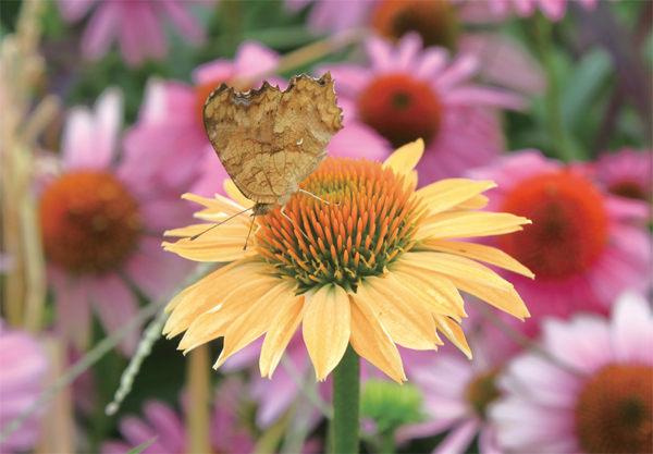 �㿡Ű���� ����� ��, ������ ��� �����ϴ� �����Ĺ��̴�..